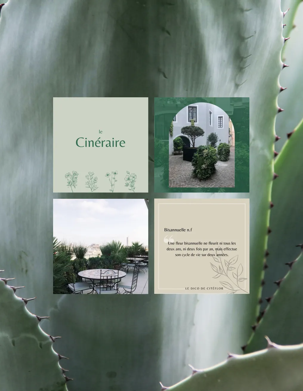 Quatre publications Instagram de l'entreprise Citéflor sur un fond de cactus